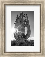Sunset Saguaro Fine Art Print