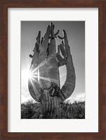 Sunset Saguaro Fine Art Print