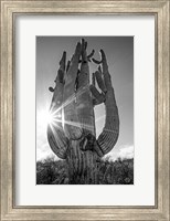 Sunset Saguaro Fine Art Print