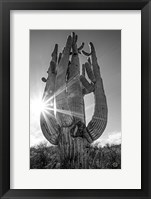 Sunset Saguaro Fine Art Print