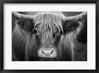 Cow Nose BW Fine Art Print