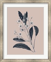 Botanical V on Pink Fine Art Print