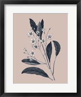 Botanical V on Pink Fine Art Print
