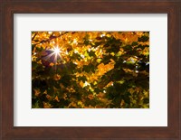 Autumn Sun Fine Art Print
