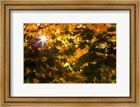 Autumn Sun Fine Art Print