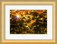 Autumn Sun Fine Art Print