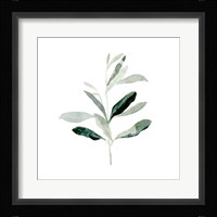Summer Olive Branch II Framed Print