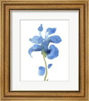 Striking Blue Iris III Fine Art Print