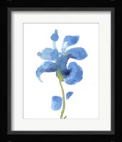 Striking Blue Iris III Framed Print