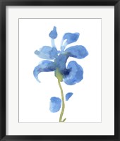 Striking Blue Iris III Framed Print