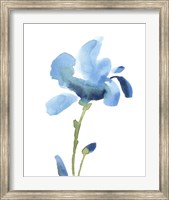 Striking Blue Iris IV Fine Art Print