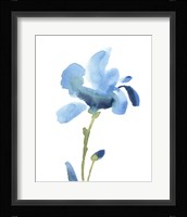 Striking Blue Iris IV Framed Print