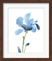 Striking Blue Iris IV Fine Art Print