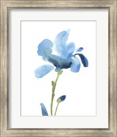 Striking Blue Iris IV Fine Art Print