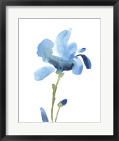 Striking Blue Iris IV Framed Print