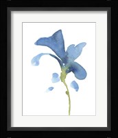 Striking Blue Iris V Framed Print