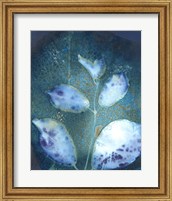 Cyanotype Leaves III Fine Art Print