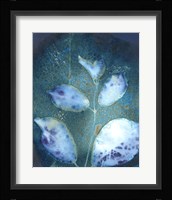 Cyanotype Leaves III Framed Print