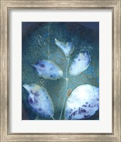 Cyanotype Leaves III Fine Art Print