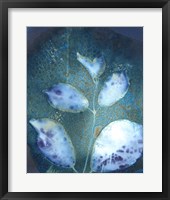 Cyanotype Leaves III Framed Print