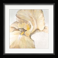 Iris Cream II Framed Print