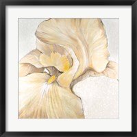 Iris Cream II Framed Print