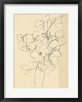 Contour Flower Sketch I Framed Print
