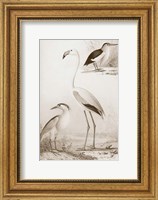 Sepia Water Birds I Fine Art Print