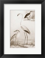Sepia Water Birds I Fine Art Print