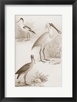 Sepia Water Birds II Framed Print