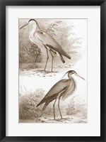Sepia Water Birds III Fine Art Print