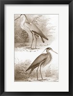 Sepia Water Birds III Fine Art Print
