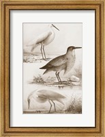 Sepia Water Birds IV Fine Art Print