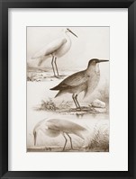 Sepia Water Birds IV Framed Print