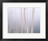 Aspens In The Fog Fine Art Print
