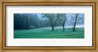 Foggy Morning and Deer Fine Art Print