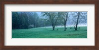Foggy Morning and Deer Fine Art Print