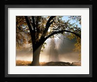 Sunrays Through the Fog Fine Art Print