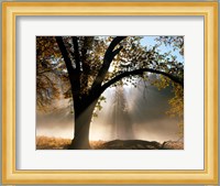 Sunrays Through the Fog Fine Art Print