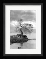 Coastal Oak Series No. 1 Fine Art Print