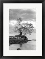 Coastal Oak Series No. 1 Framed Print