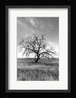 Coastal Oak Series No. 12 Fine Art Print
