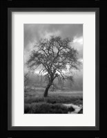 Coastal Oak Series No. 13 Fine Art Print