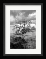 Coastal Oak Series No. 16 Fine Art Print
