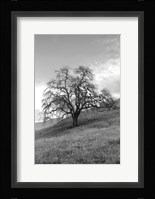 Coastal Oak Series No. 17 Fine Art Print