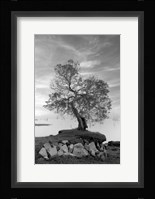 Coastal Oak Series No. 2 Fine Art Print