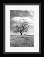 Coastal Oak Series No. 23 Fine Art Print
