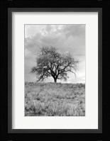 Coastal Oak Series No. 26 Fine Art Print