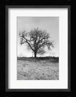 Coastal Oak Series No. 30 Fine Art Print