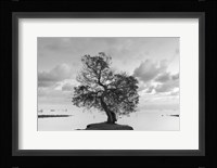 Coastal Oak Series No. 36 Fine Art Print